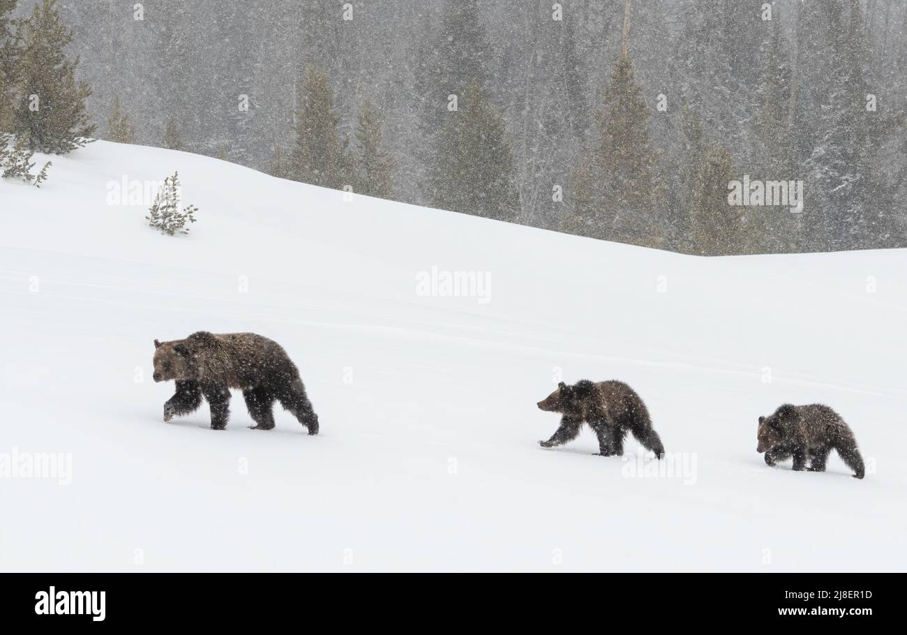 Grizzly Bear (Ursus arctos horribilis) semina con due cubs di neve, Wyoming, USA Foto Stock