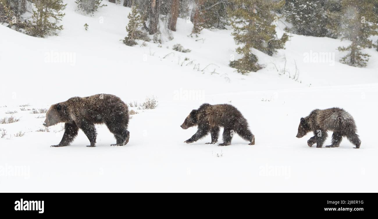 Grizzly Bear (Ursus arctos horribilis) semina con due cubs di neve, Wyoming, USA Foto Stock