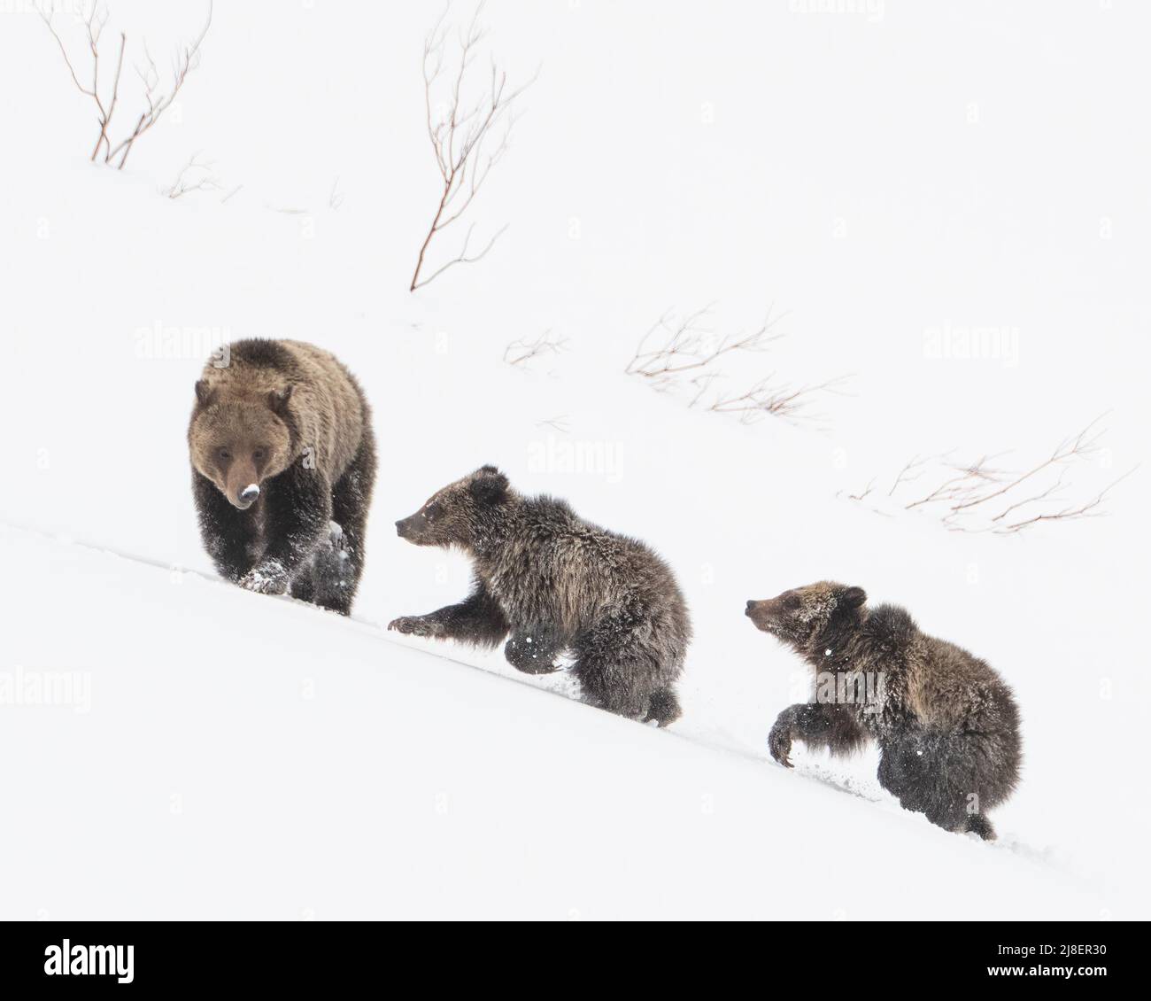 Grizzly Bear (Ursus arctos horribilis) semina con due cubs di neve, Wyoming, USA Foto Stock