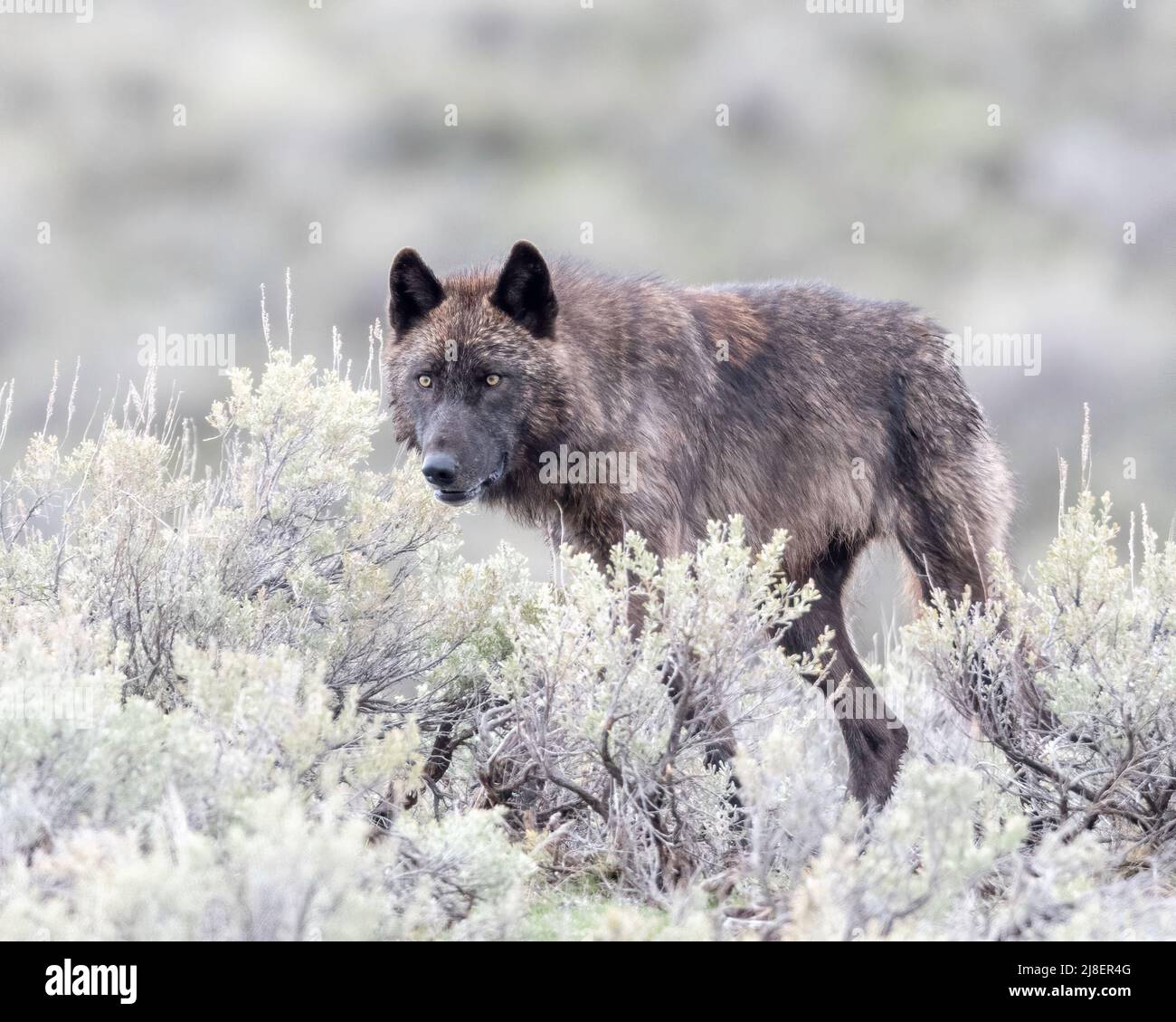 Lupo grigio (Canis lupus) da Junction-Butte Pack, Yellowstone National Park, Wyoming, USA Foto Stock