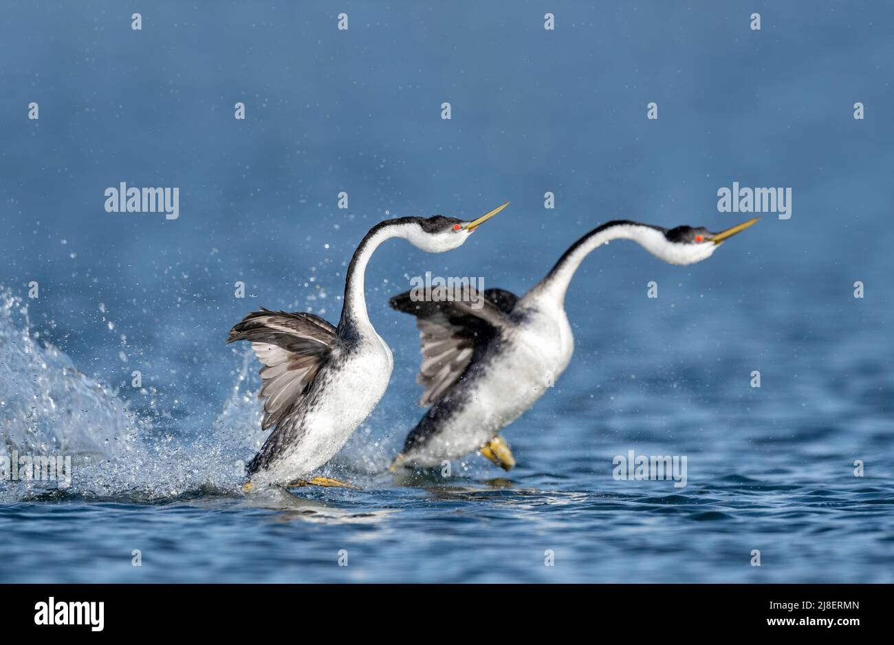 Grebe occidentale (Aechmophorus occidentalis), riproduzione di danza rituale, Rush, Nord America Foto Stock