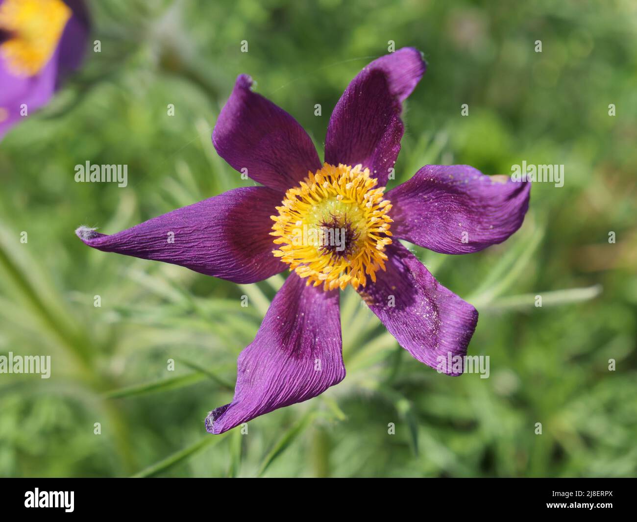 Fiore viola Pulsatilla vulgaris nel giardino botanico reale di londra Foto Stock