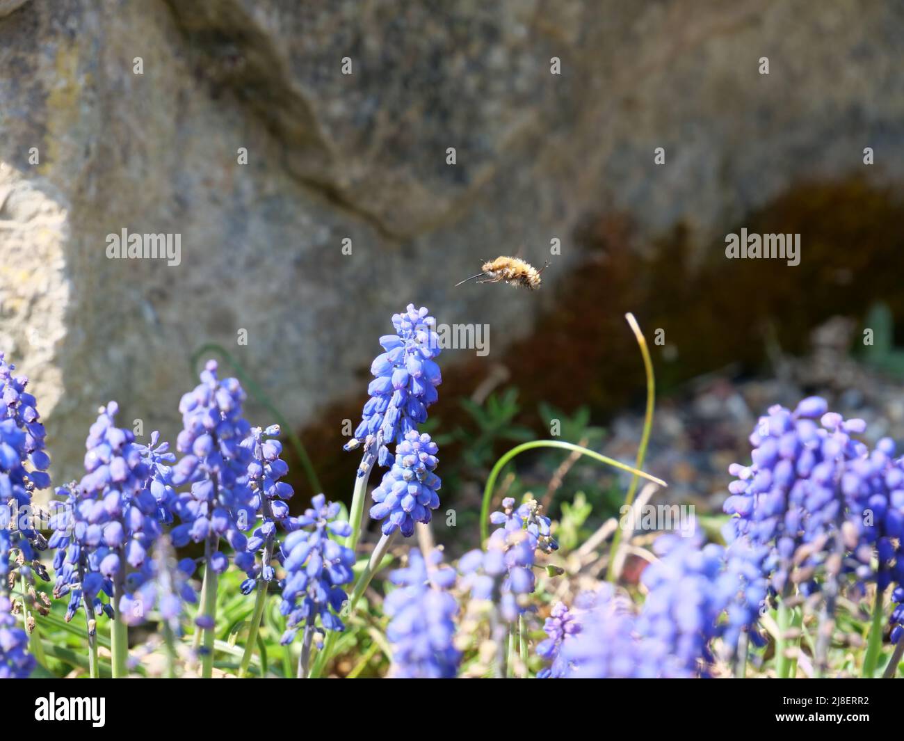 ape di fiore blu Foto Stock