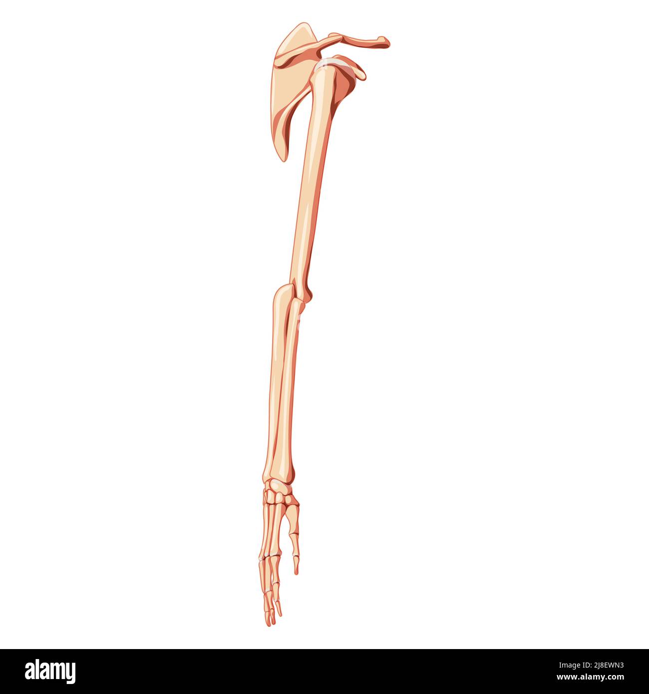 Braccio dell'arto superiore con cintura a spalla scheletro mani clavicola, scapola vista laterale lato umano. Immagine vettoriale piatta e realistica, con correzione anatomica e colore naturale, isolata su sfondo bianco Illustrazione Vettoriale