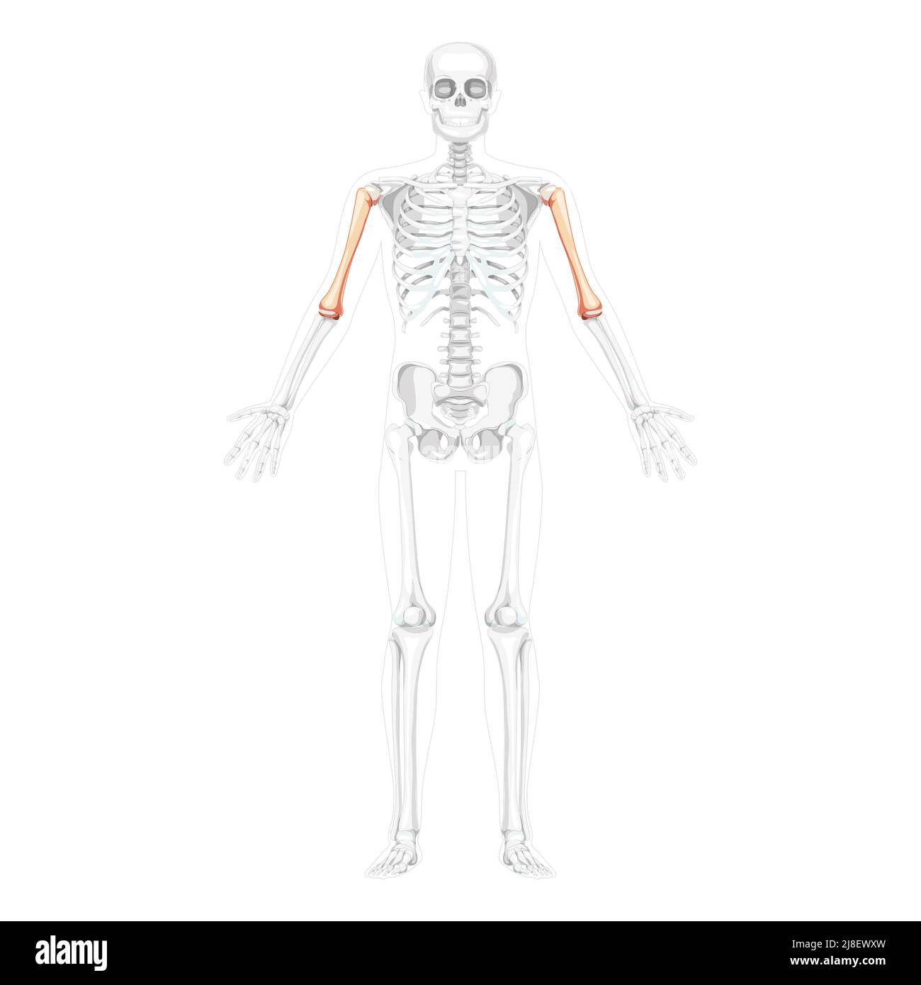 Scheletro braccio humero Vista frontale umana con due bracci pose con una posizione delle ossa parzialmente trasparente. Set di colori naturali piatti realistici immagine vettoriale dell'anatomia isolata su sfondo bianco Illustrazione Vettoriale