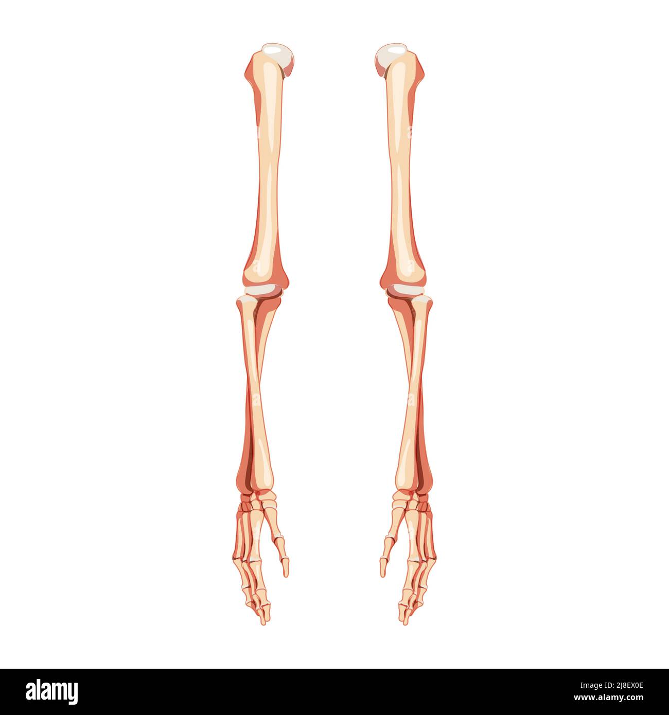 Skeleton delle braccia Vista ventrale anteriore umana. Set di mani, avambracci, omero, ulna, raggio, Phalanges anatomicamente corretto realistico concetto piatto illustrazione vettoriale isolato su sfondo bianco Illustrazione Vettoriale