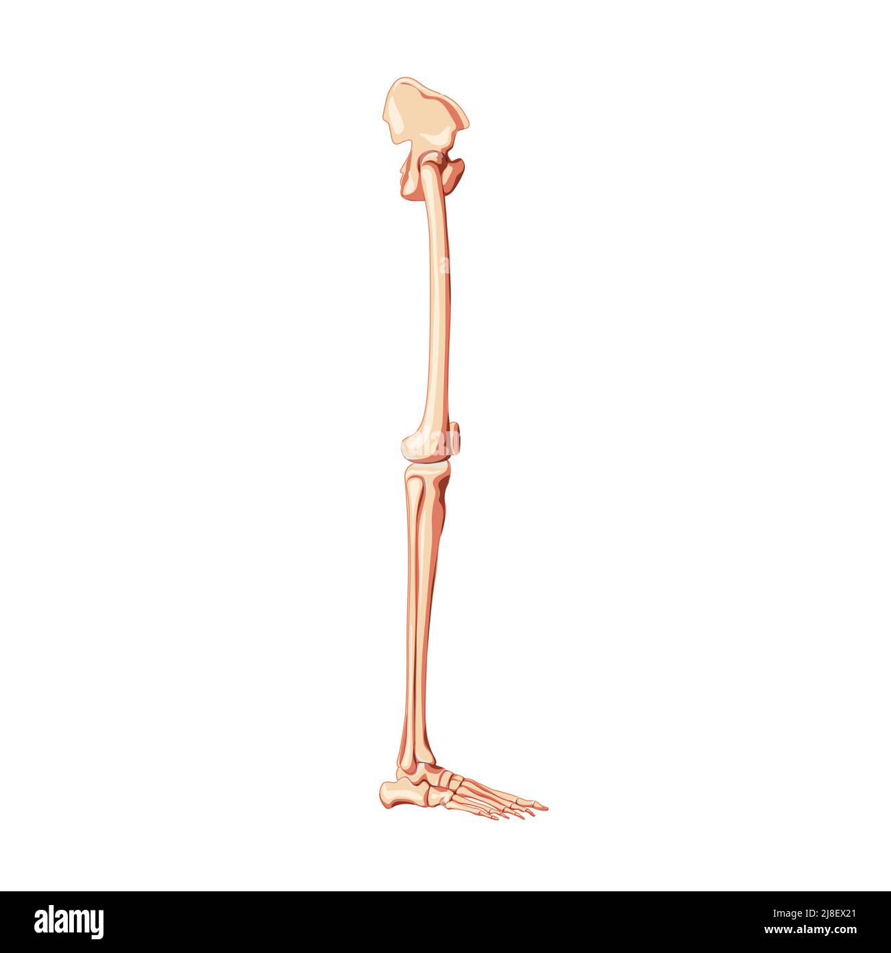 Pelvi umano con gambe Skeleton vista laterale con osso dell'anca, cosce, piede, femore, rotula, ginocchio, fibula. Correzione anatomica 3D concetto piatto realistico illustrazione vettoriale isolata su sfondo bianco Illustrazione Vettoriale