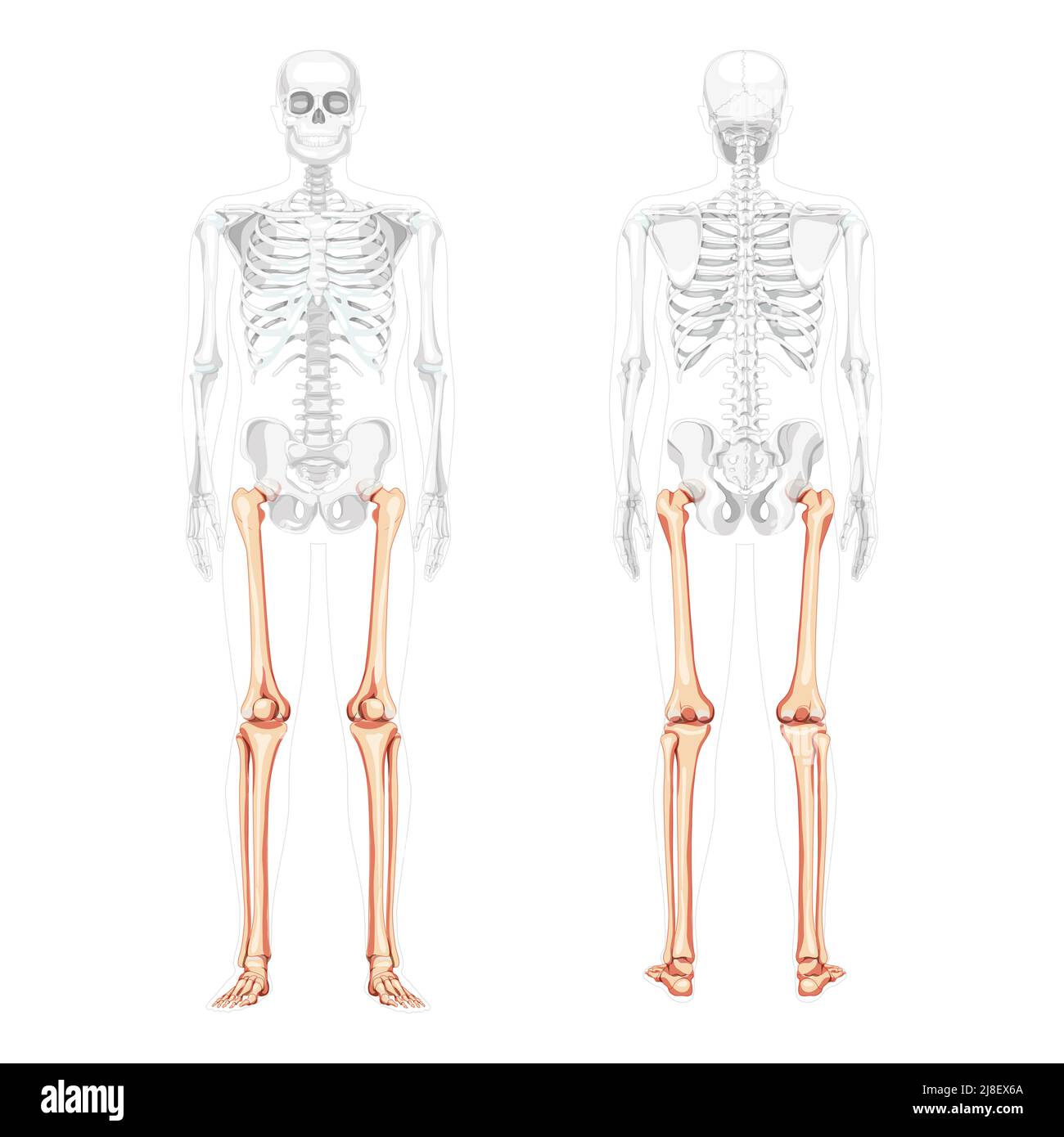 Scheletro cosce e gambe arto inferiore Vista posteriore anteriore umana con posizione delle ossa parzialmente trasparente. Fibula, tibia, piede realistico concetto piatto Vector illustrazione di anatomia isolata su sfondo bianco Illustrazione Vettoriale