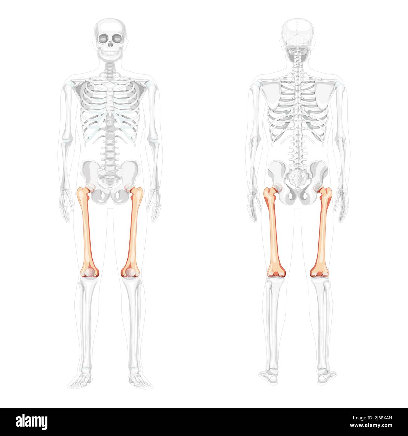 Scheletro femore coscia osso anteriore umano vista posteriore con posizione delle ossa parzialmente trasparente. Set di colori naturali piatti realistici immagine vettoriale dell'anatomia isolata su sfondo bianco Illustrazione Vettoriale