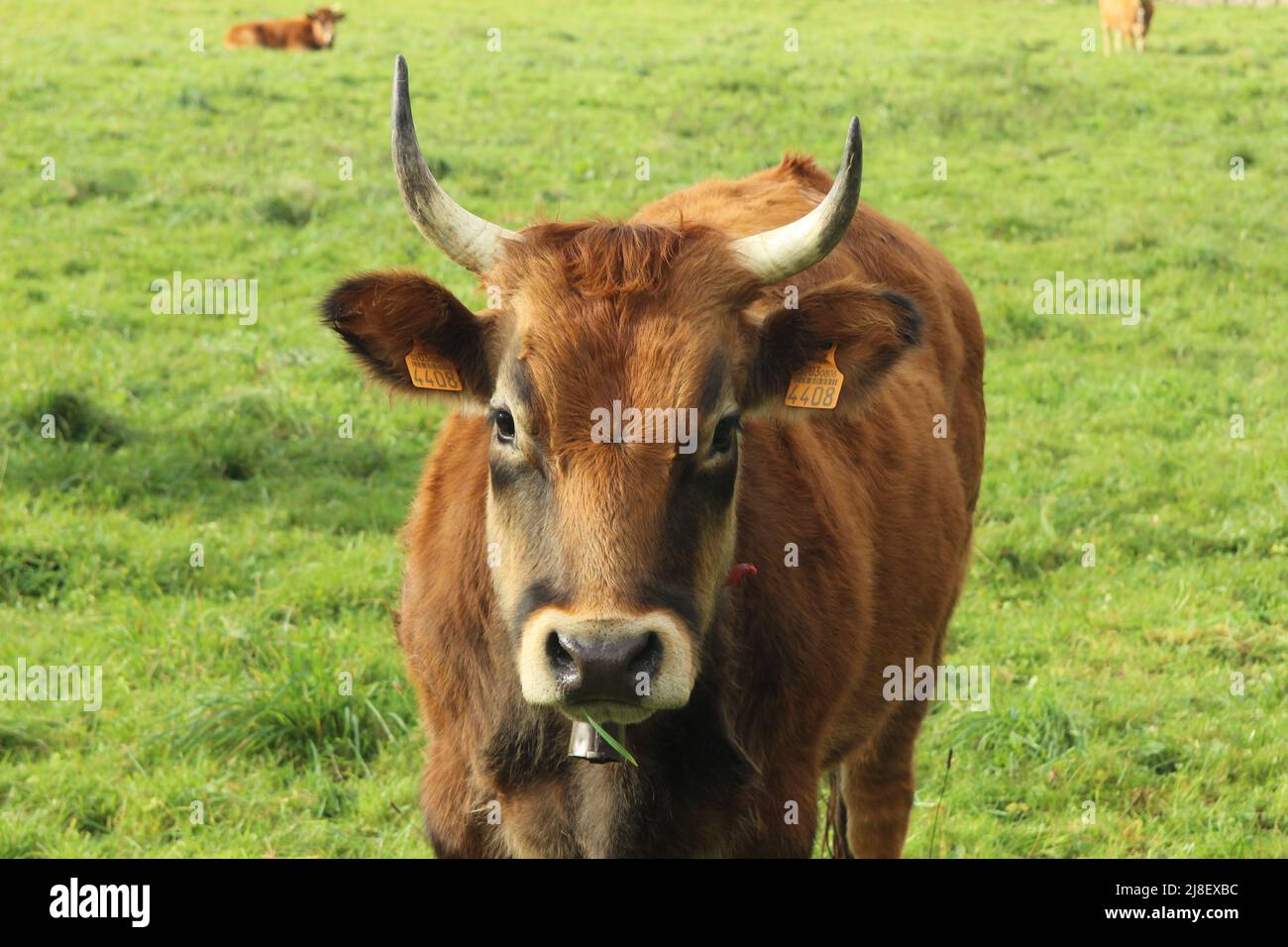 Mucche in campagna, nelle Asturie (Spagna) Foto Stock