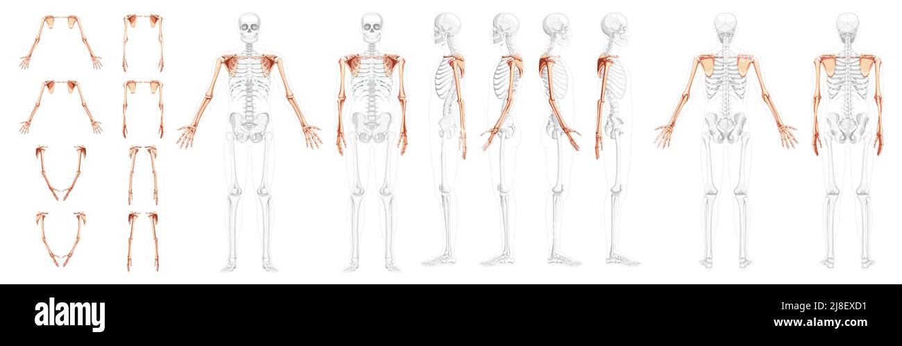 Set di bracci Skeleton Upper Arm con cintura a spalla Vista laterale anteriore posteriore umana con posizione delle ossa parzialmente trasparente. Mani, clavicola, scapola, avambracci rappresentazione grafica realistica del vettore piatto dell'anatomia Illustrazione Vettoriale