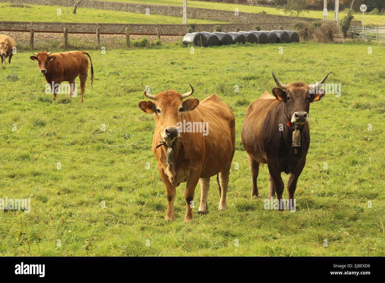 Mucche in campagna, nelle Asturie (Spagna) Foto Stock