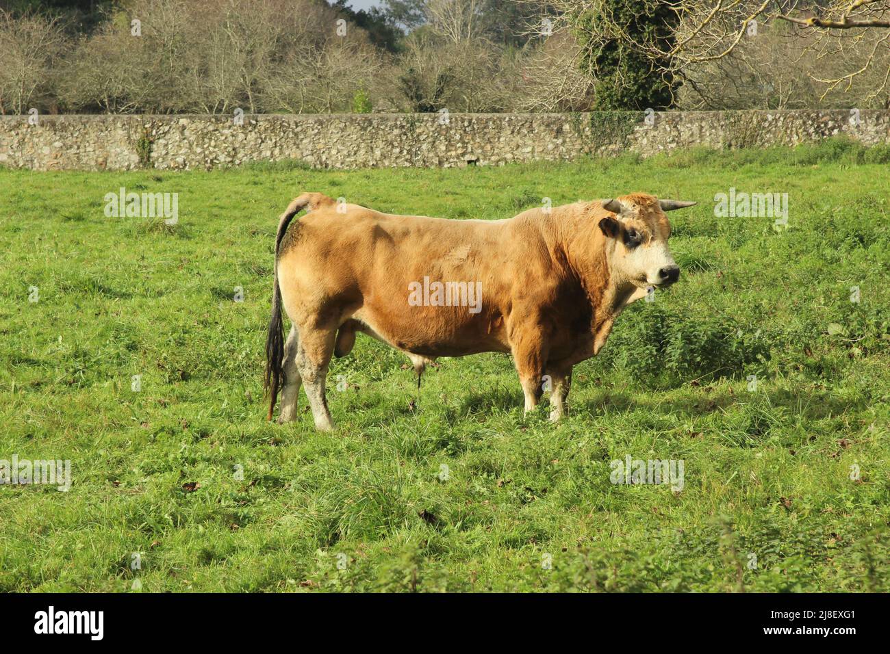 Mucche in campagna, nelle Asturie (Spagna) Foto Stock