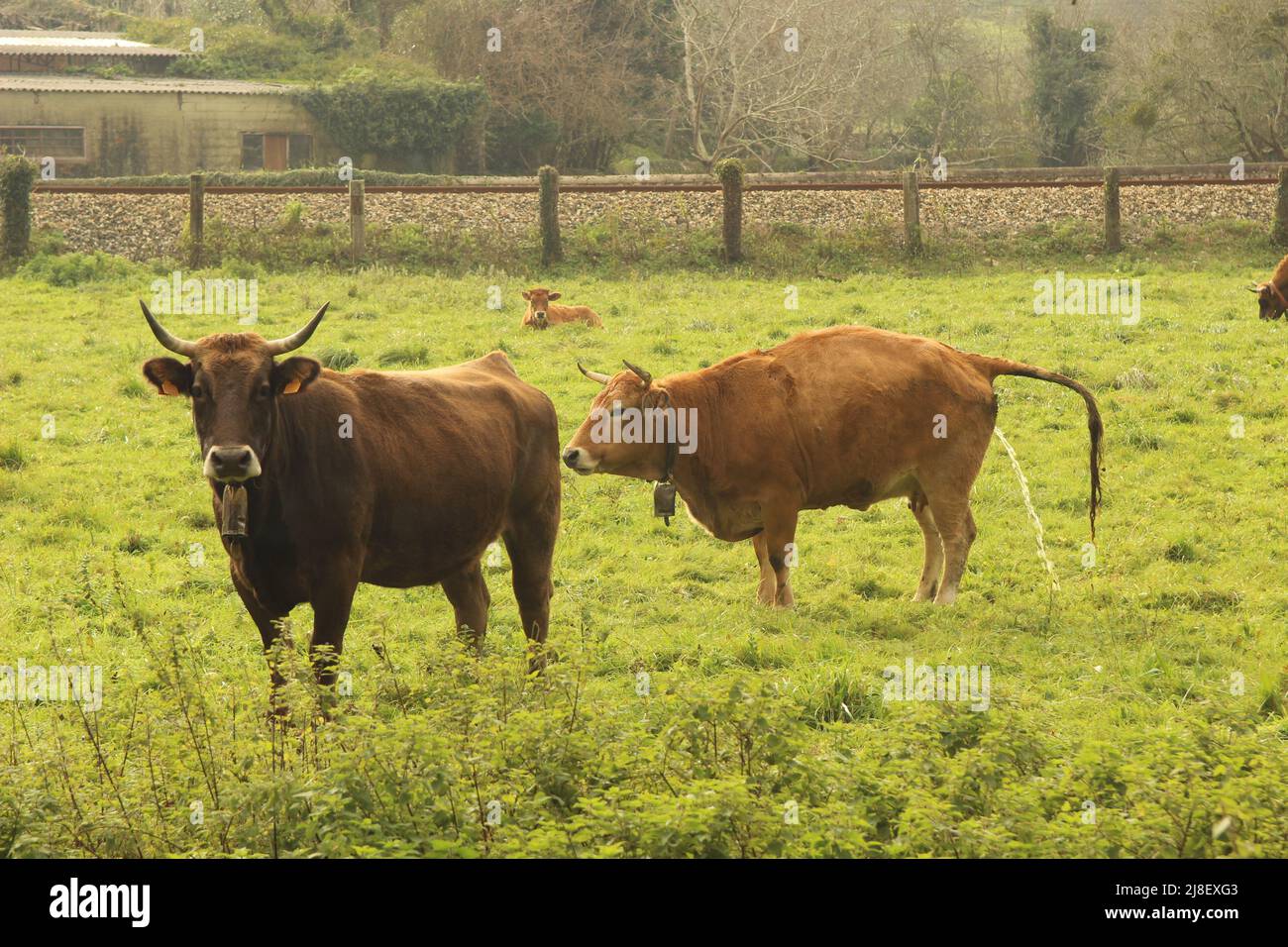 Mucche in campagna, nelle Asturie (Spagna) Foto Stock