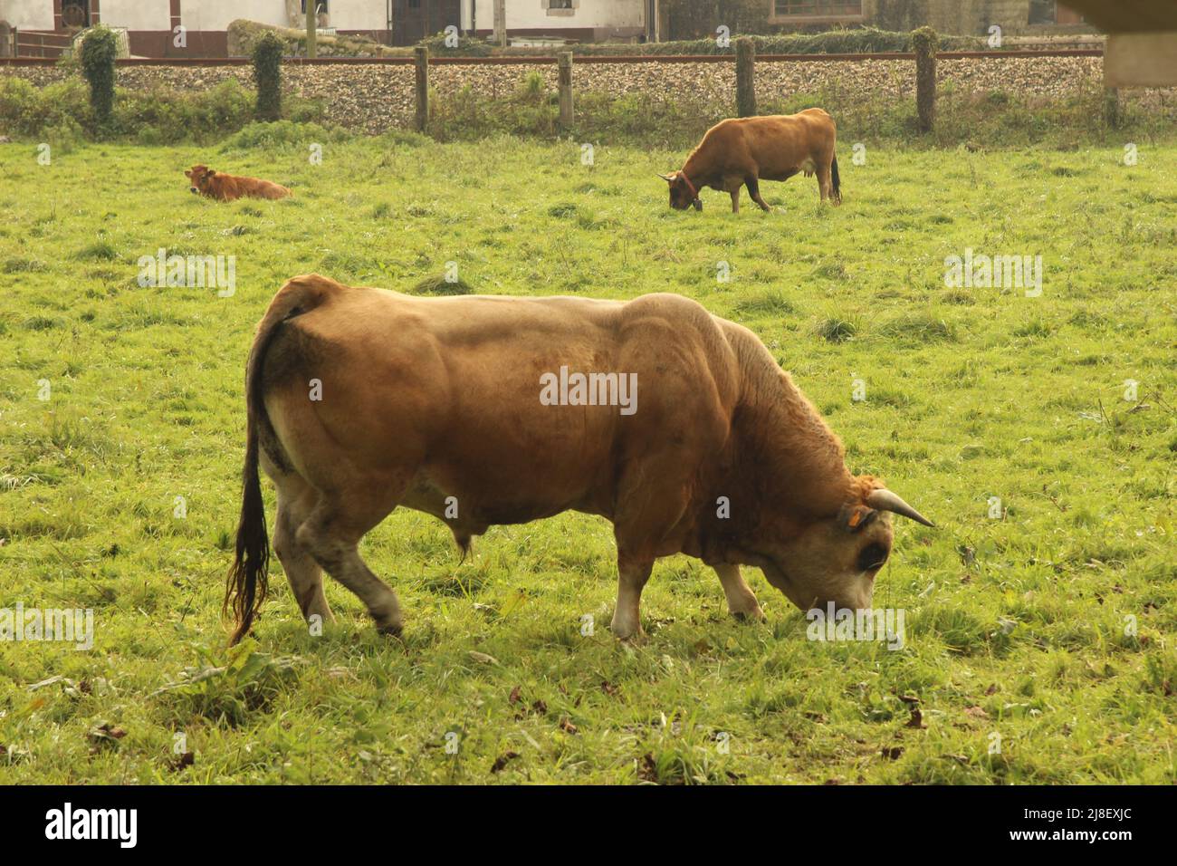 Mucche in campagna, nelle Asturie (Spagna) Foto Stock