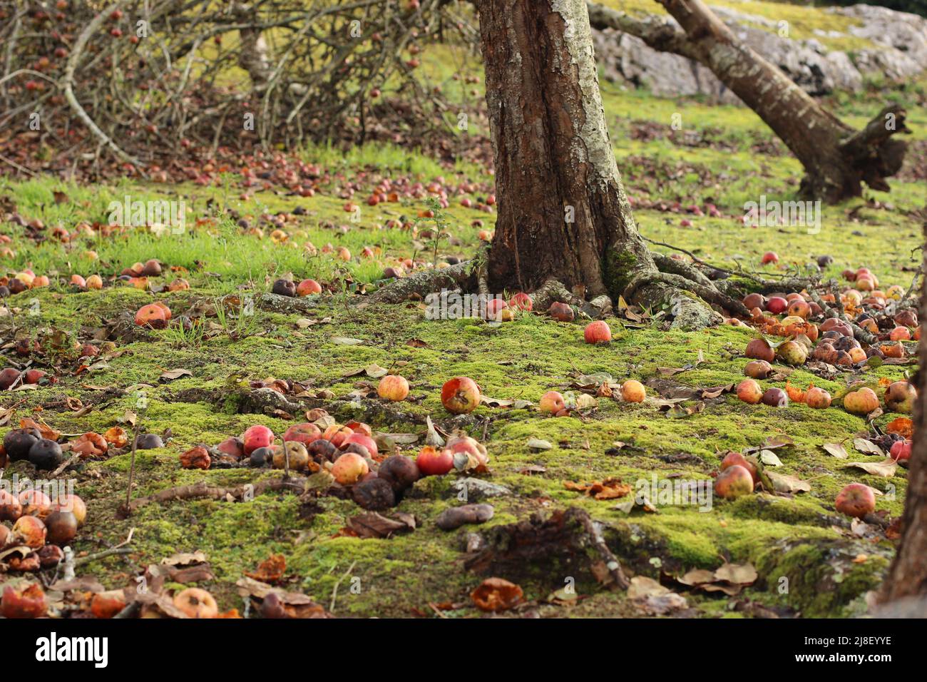 Mele cadute e marciate a terra Foto Stock