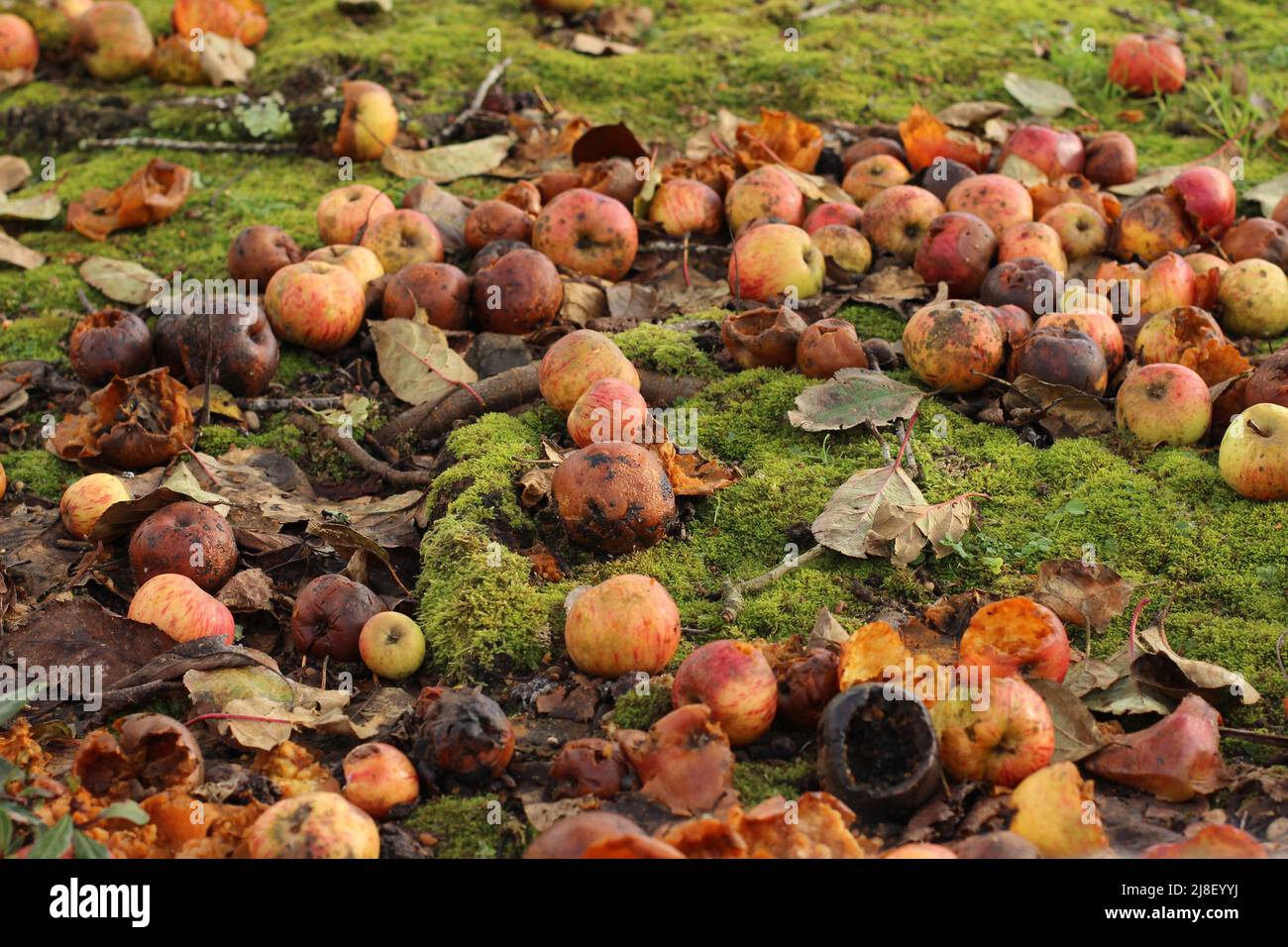 Mele cadute e marciate a terra Foto Stock
