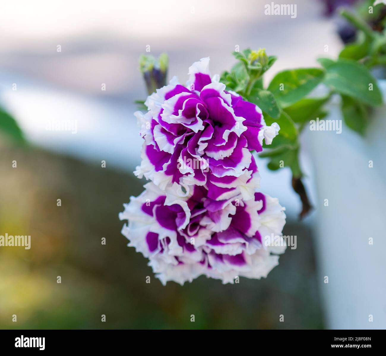 Fuoco selettivo di viola calice viola. Foto Stock