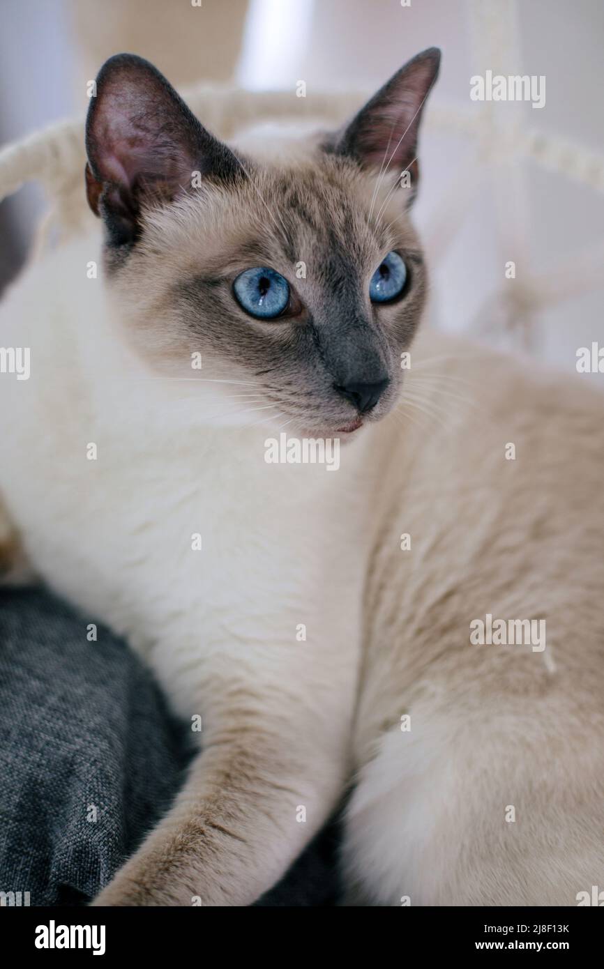 Gatto siamese a punta lilla con occhi blu seduti in un letto di amaca macrama Foto Stock