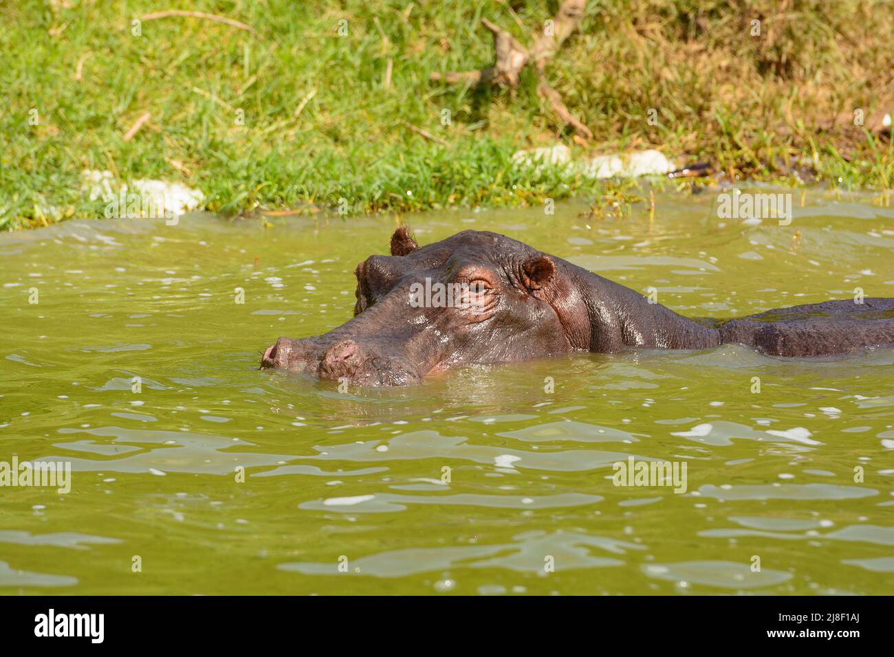 Grande ippopotamo godersi le acque fredde nel canale di Kazinga nel Parco Nazionale della Regina Elisabetta in Uganda Foto Stock