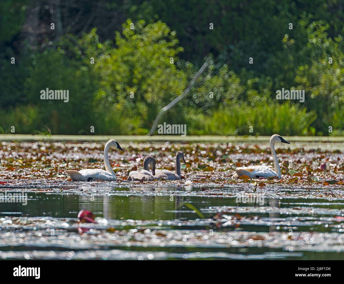 La famiglia di Cumpeter Swan nuotano nel North Woods sul lago Crooked nella Sylvania Wilderness nel Michigan Foto Stock