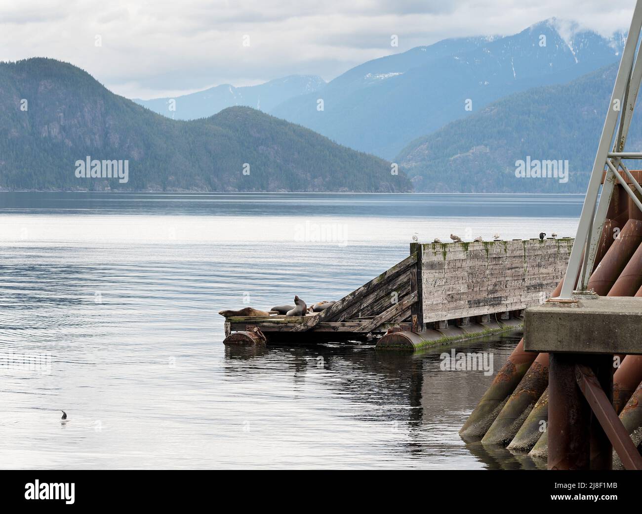 I leoni marini di Steller, noti anche come leoni marini di Steller e leoni marini settentrionali, si crogiolano su un molo al Porteau Cove Provincial Park, Squamish BC, Canada. Foto Stock