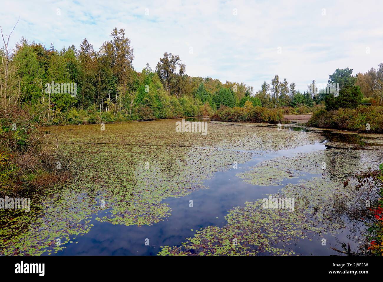 Fishtrap Creek, Abbotsford, B. C., Canada Foto Stock
