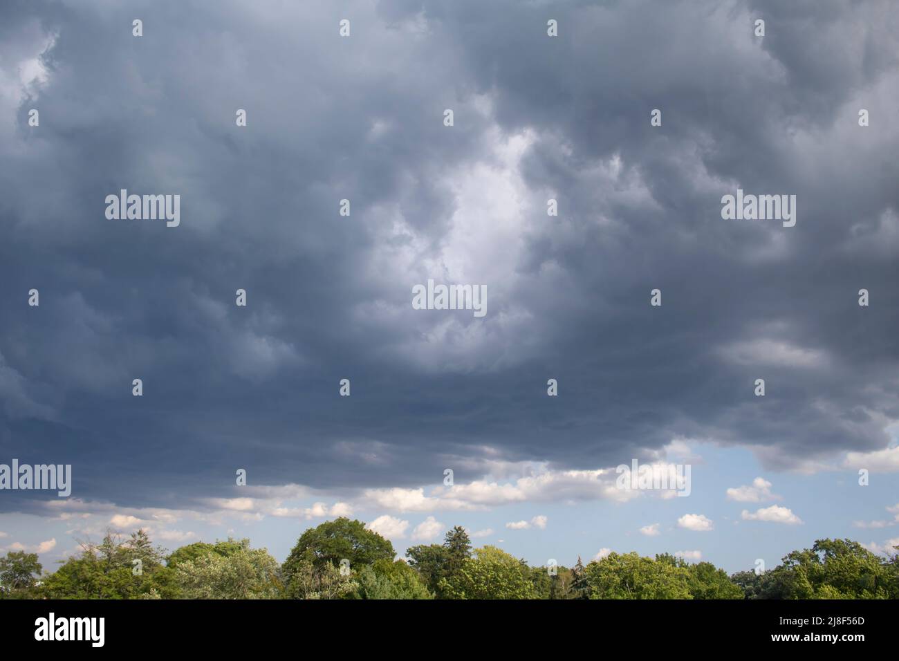 Cime di alberi con cielo blu nuvoloso sopra di loro Foto Stock