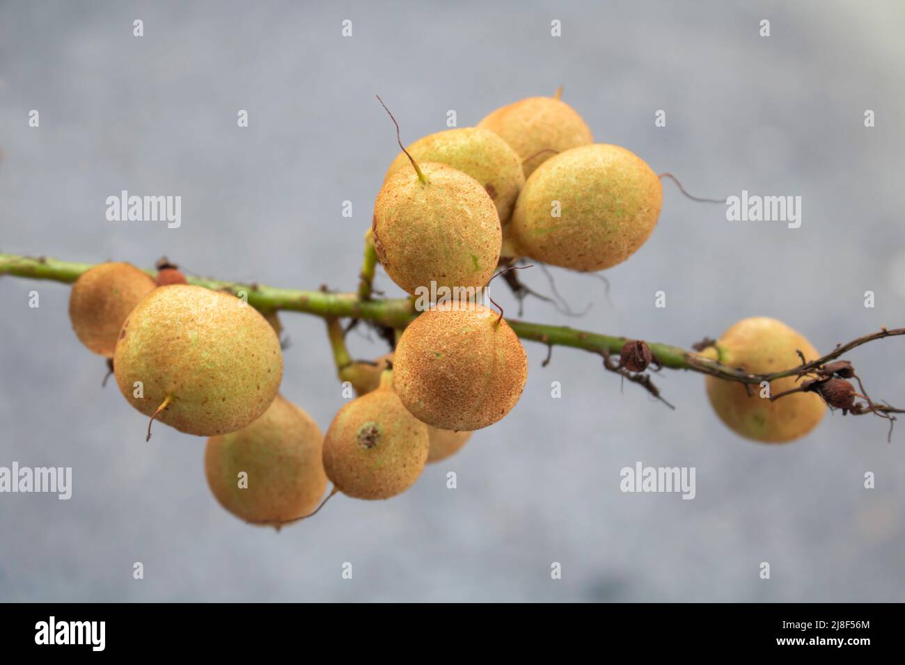 mazzo di frutti di albero su un arto Foto Stock