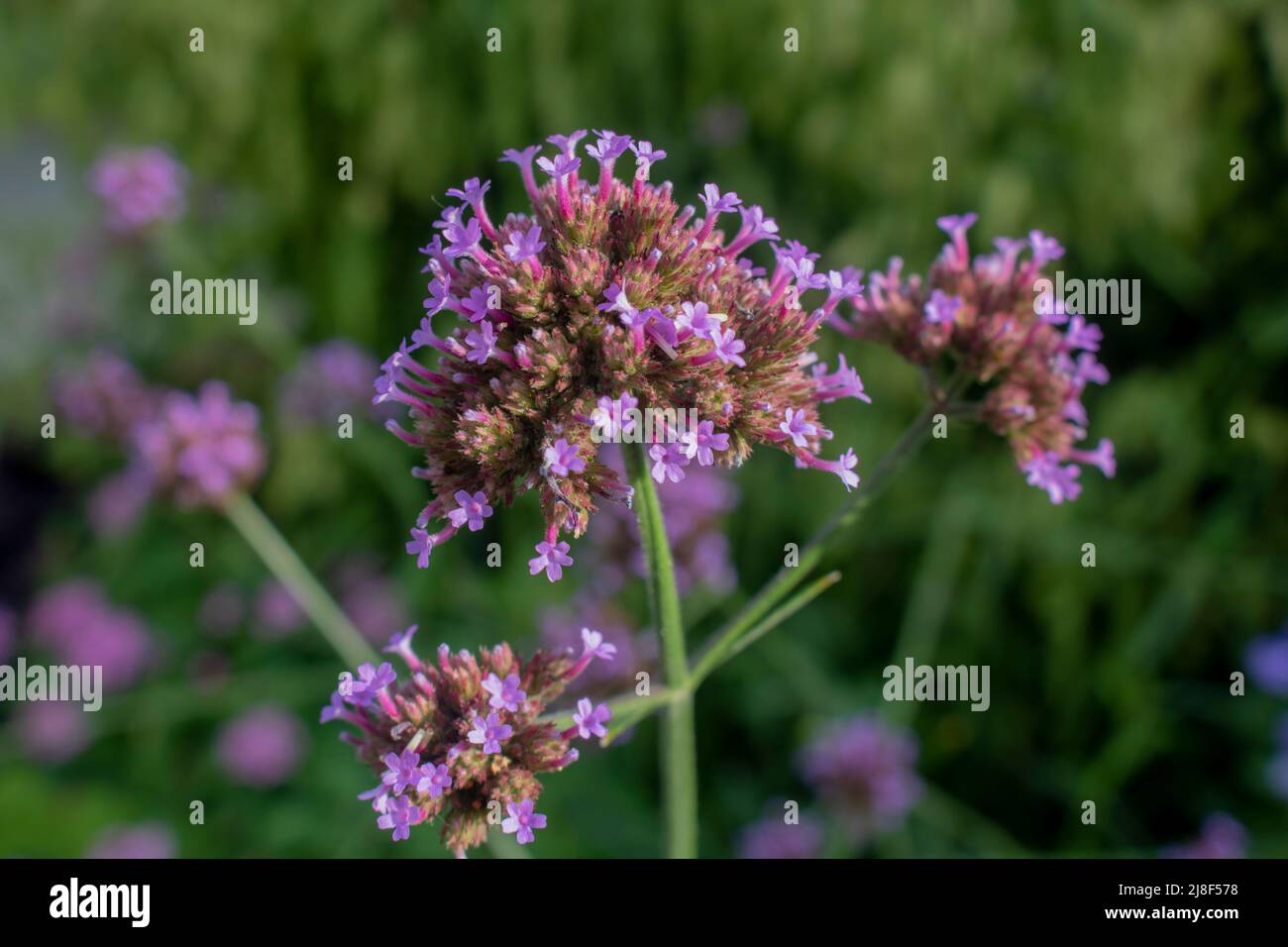 Mazzo di fiori viola che fanno un cluster Foto Stock