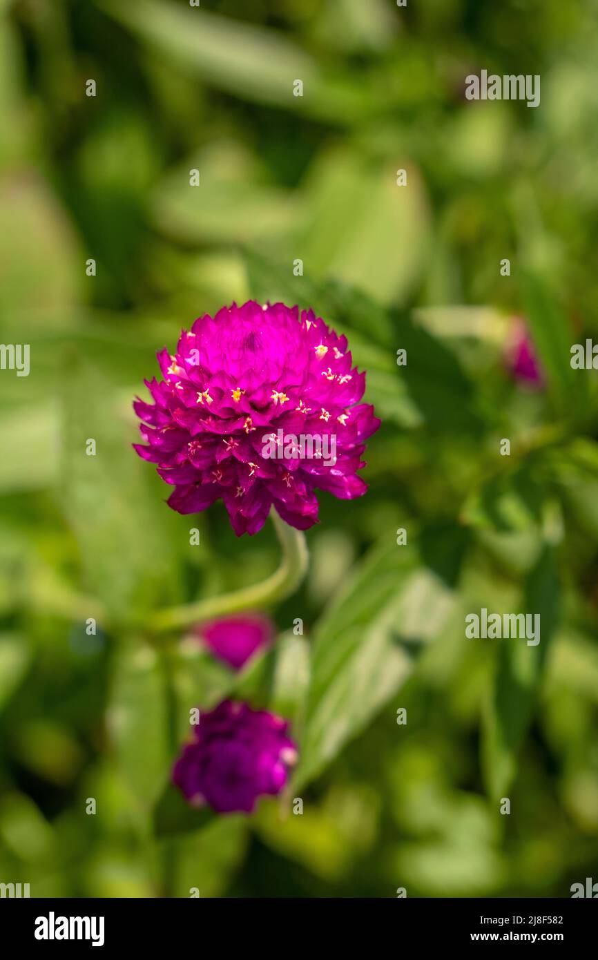 Fiore viola brillante. Pulsante agaga. Eterno. Gomphrena. In un giardino pubblico Foto Stock