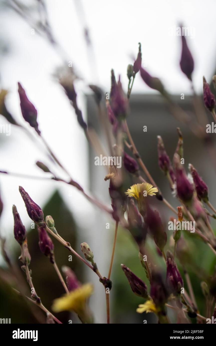 Giallo Chrysanthemum Fiori fioritura Foto Stock
