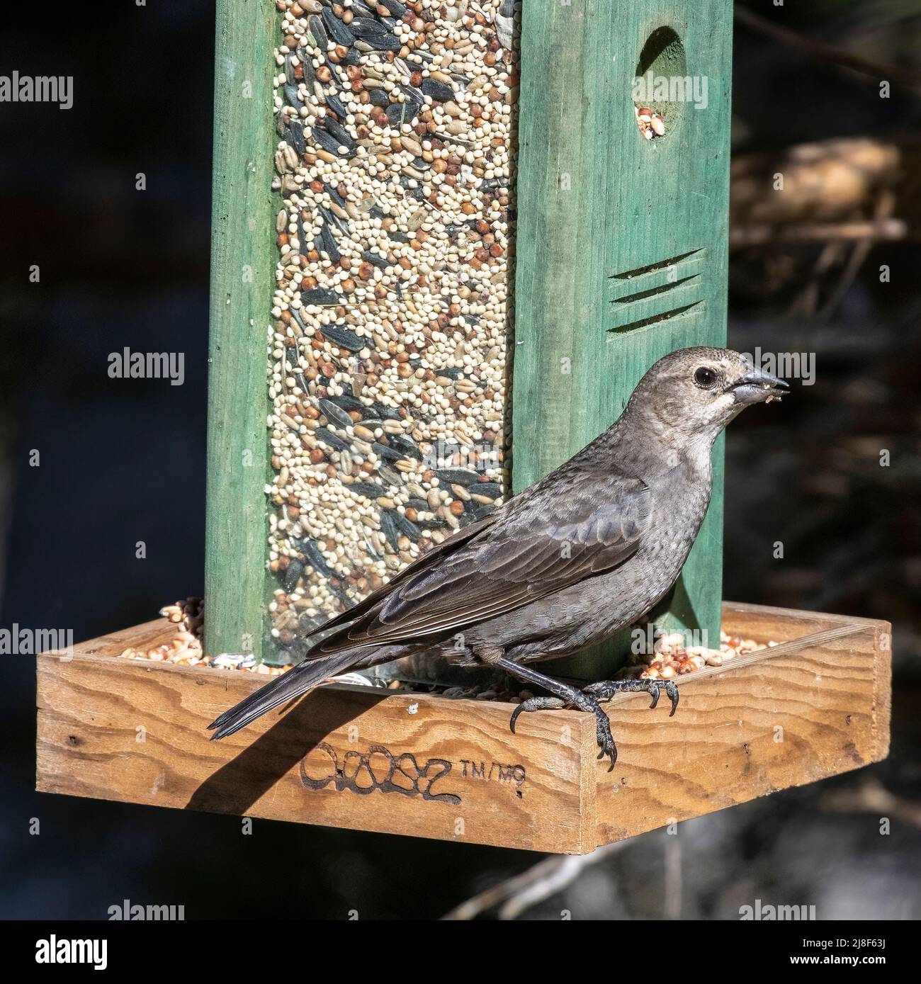 Catbird grigio sul lato dell'alimentatore Vista laterale Dumetella carolinensis Foto Stock