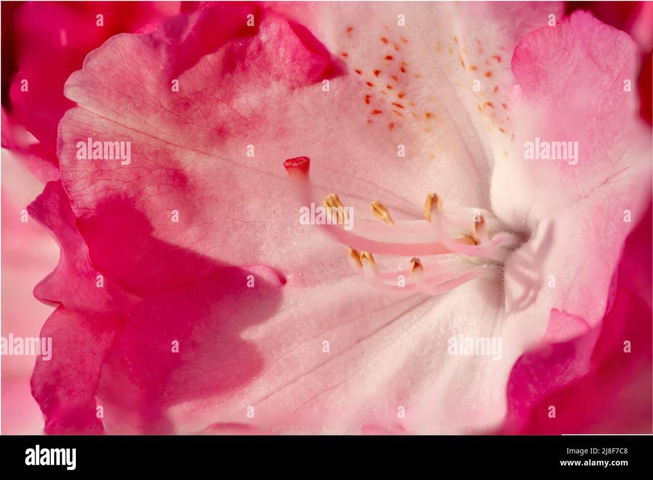 Fiori di rododendro rosso in fiore nel giardino. Primo piano. Dettaglio. Macro. Foto Stock