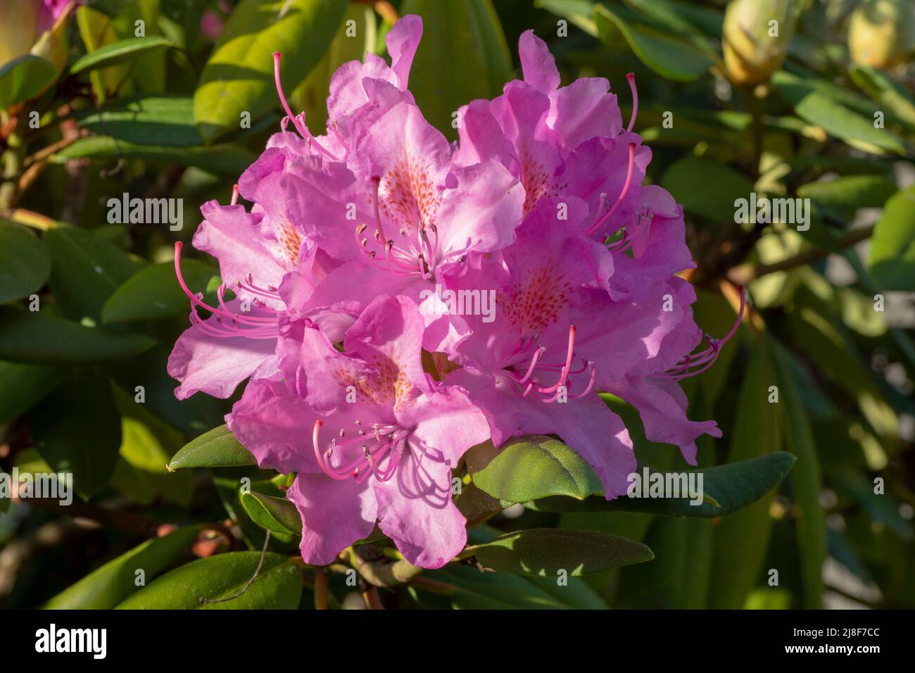 Fiori rosa in fiore di rododendro nel giardino. Primo piano. Dettaglio. Macro. Foto Stock