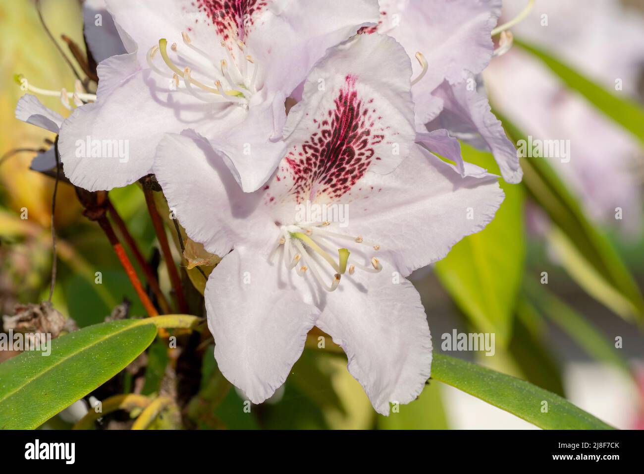 Fiori di rododendro bianco in fiore nel giardino. Primo piano. Dettaglio. Macro. Foto Stock