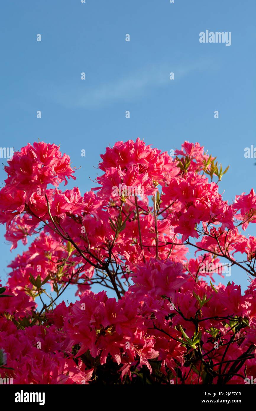 Fiori di rododendro rosso in fiore nel giardino. Primo piano. Dettaglio. Macro. Foto Stock