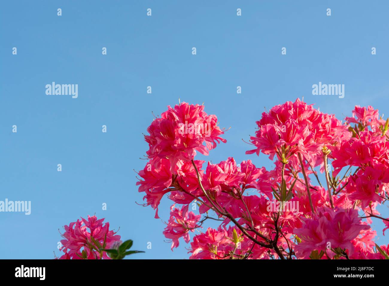 Fiori di rododendro rosso in fiore nel giardino. Primo piano. Dettaglio. Macro. Foto Stock