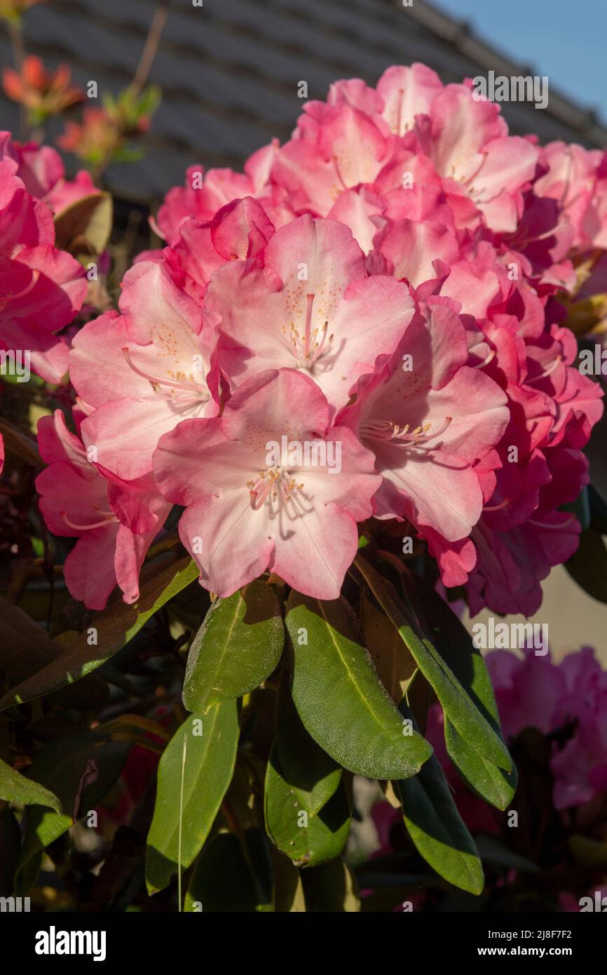Fiori di rododendro rosso in fiore nel giardino. Primo piano. Dettaglio. Macro. Foto Stock