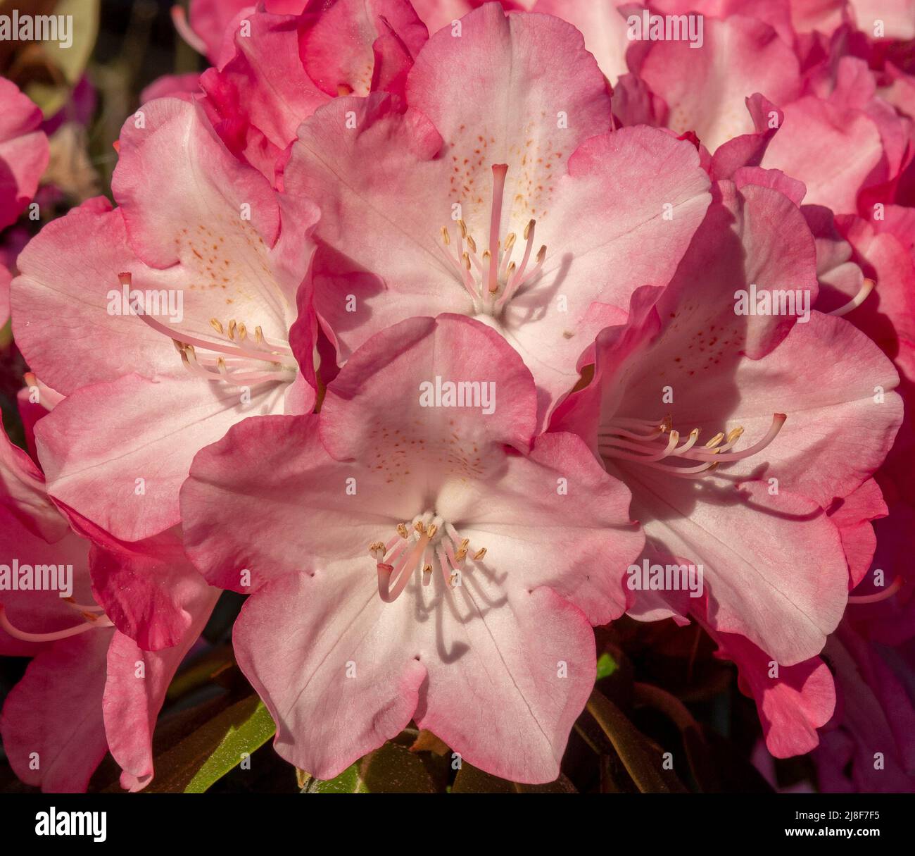 Fiori di rododendro rosso in fiore nel giardino. Primo piano. Dettaglio. Macro. Foto Stock