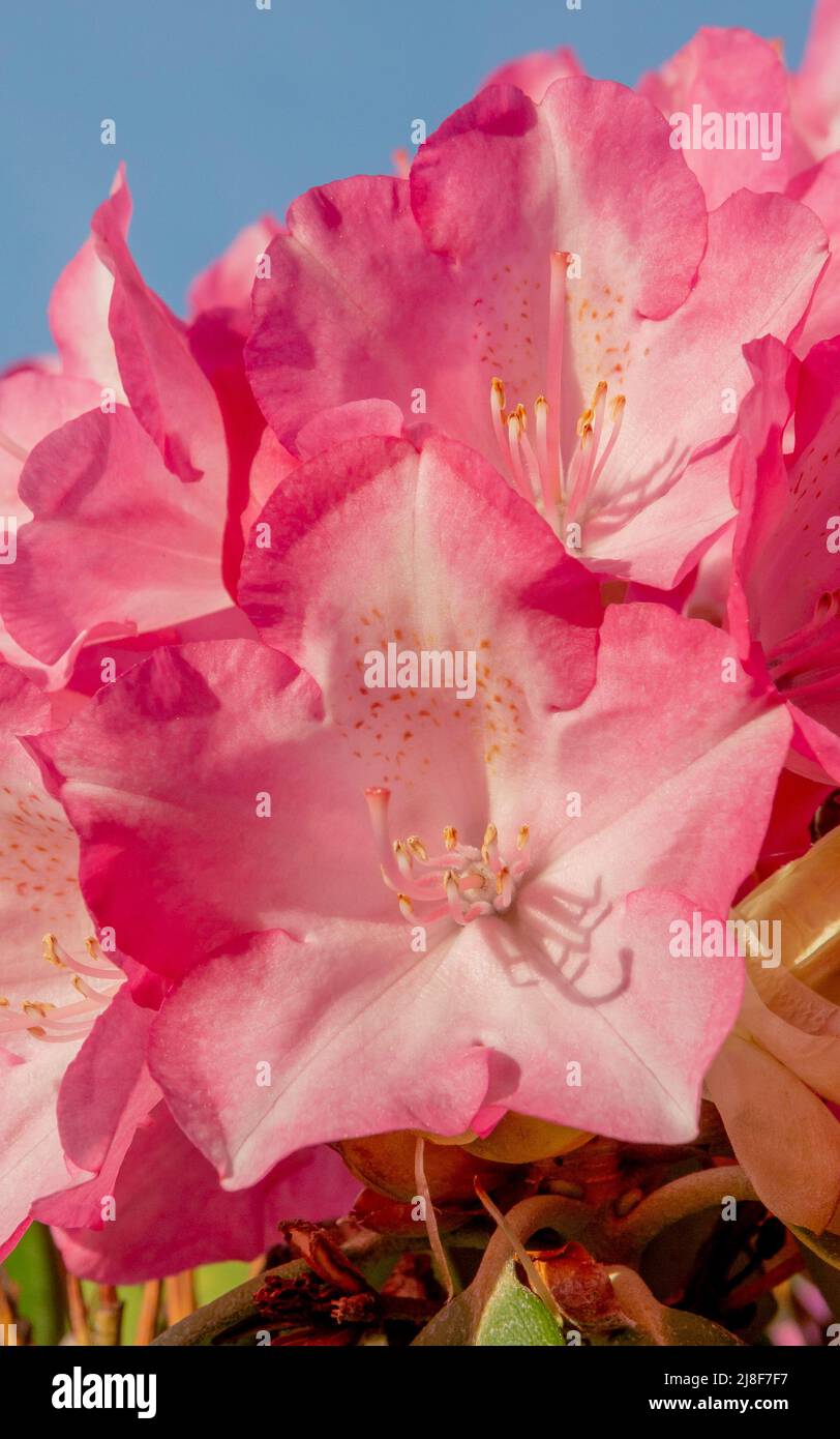 Fiori di rododendro rosso in fiore nel giardino. Primo piano. Dettaglio. Macro. Foto Stock