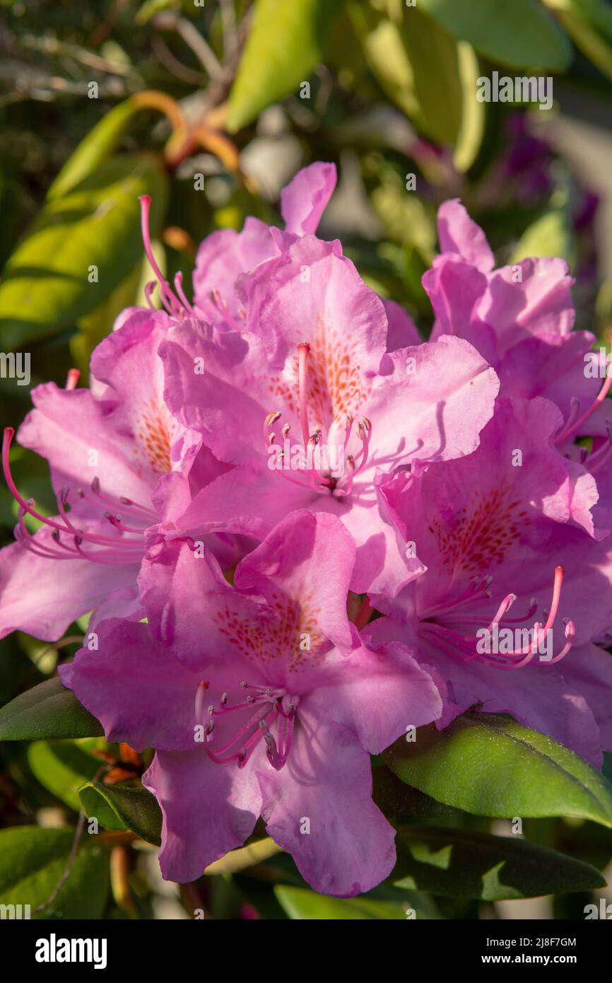 Fiori rosa in fiore di rododendro nel giardino. Primo piano. Dettaglio. Macro. Foto Stock