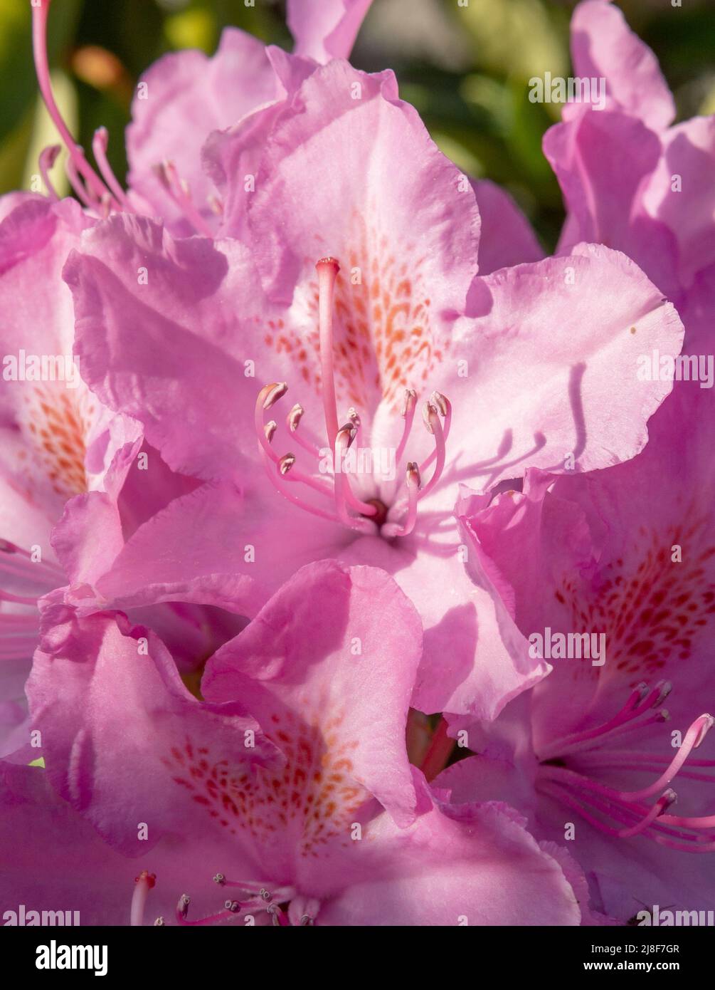 Fiori rosa in fiore di rododendro nel giardino. Primo piano. Dettaglio. Macro. Foto Stock