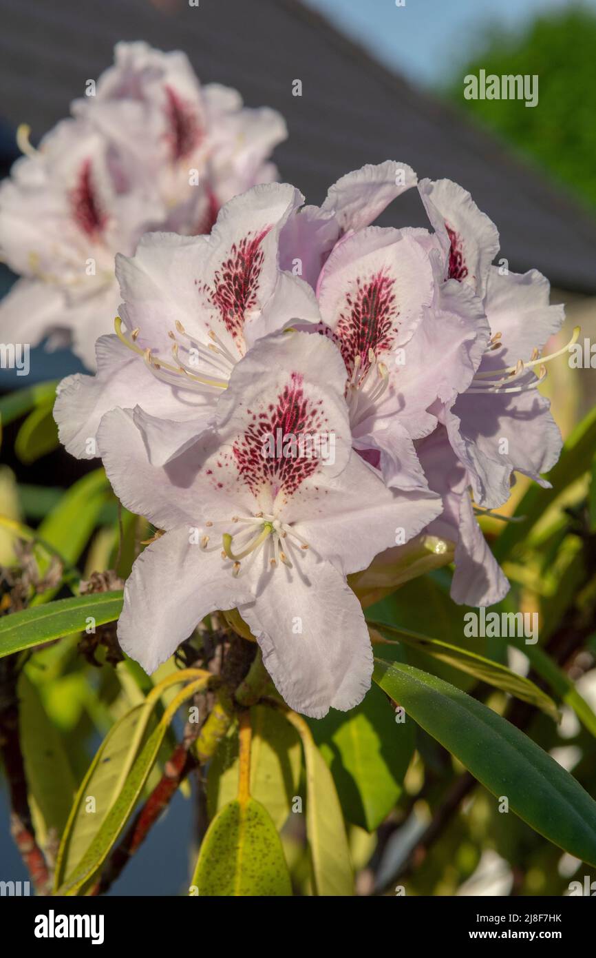 Fiori di rododendro bianco in fiore nel giardino. Primo piano. Dettaglio. Macro. Foto Stock