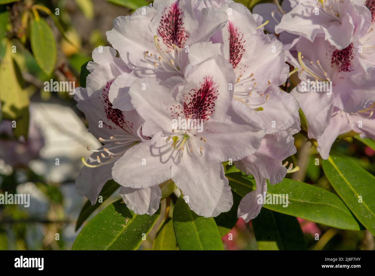 Fiori di rododendro bianco in fiore nel giardino. Primo piano. Dettaglio. Macro. Foto Stock