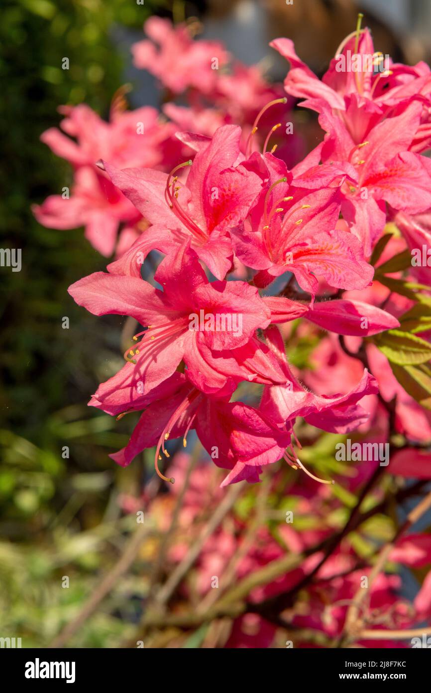Fiori di rododendro rosso in fiore nel giardino. Primo piano. Dettaglio. Macro. Foto Stock