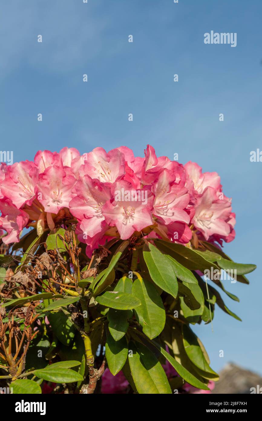 Fiori di rododendro rosso in fiore nel giardino. Primo piano. Dettaglio. Macro. Foto Stock