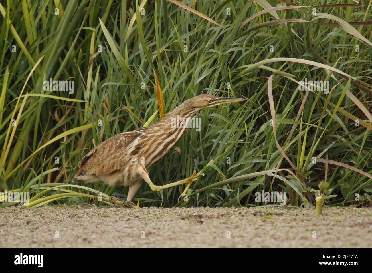 Un Bittern americano (Botaurus lentiginosus) che cammina in erba verde lunga o canne accanto ad un lago o stagno coperto di alghe. Preso a Victoria, BC, Canada Foto Stock