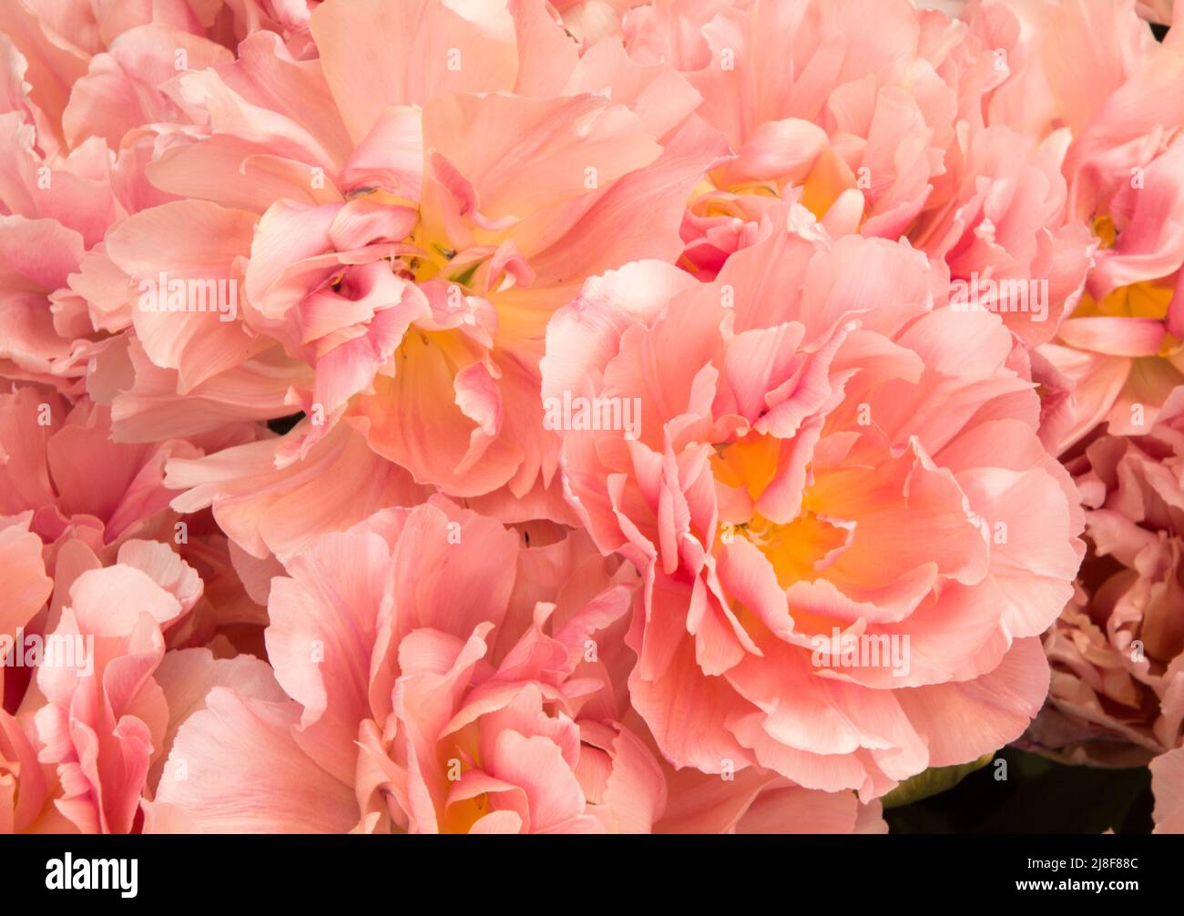 Un gruppo di delicati fiori rosa con centri gialli in primo piano Foto Stock