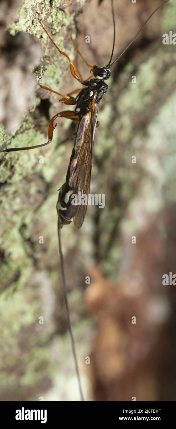 Femmina femmina femmina gigante ichneumonid wasp, Rhyssa su corteccia di abete Foto Stock